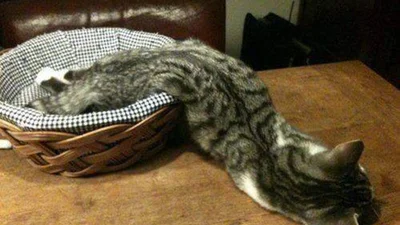 Коти, пластичність яких дивує