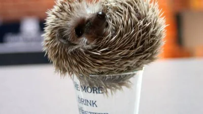 Вдало примостилися: тварини відпочивають у несподіваних місцях