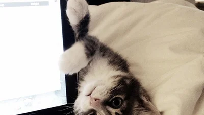 Коти не хочуть працювати, вони хочуть обійматися