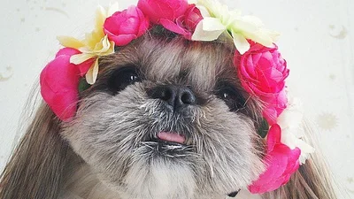 Обережно: ви закохаєтесь у цю собачку-модницю