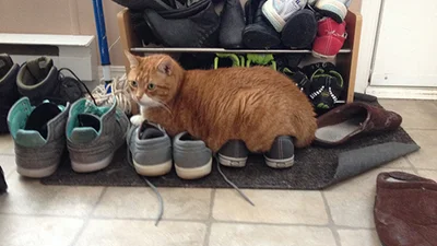 Коти, які творять, що хочуть