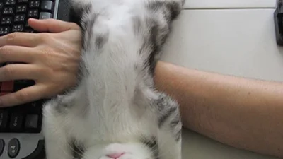 Коти, які плювати хотіли на твій особистий простір