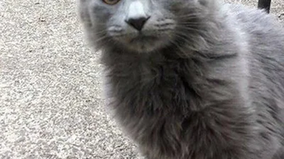 Ці коти не готові зустрічати холодну осінь