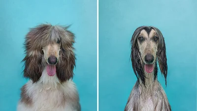 Смешные собаки до и после купания