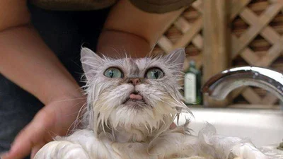 Коти, які хочуть поквитатися за пінне купання