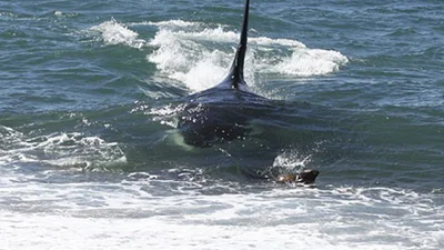 Вражаюче: тюлень прокотився на спині кита