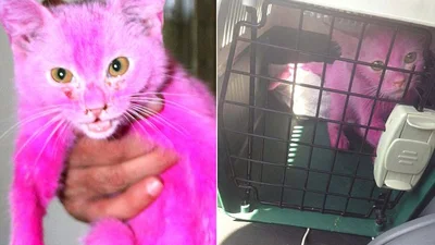 У супермаркеті знайшли рожеве кошеня