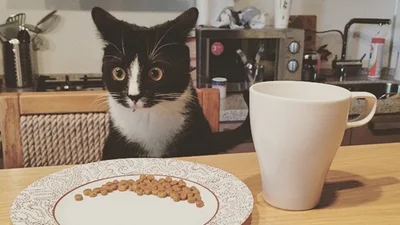 Кумедні коти, яких бентежить навколишній світ