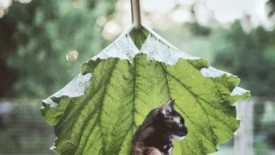 Причини завести кота восени і насолоджуватися життям