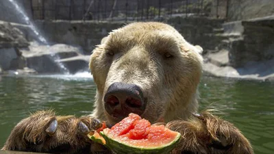 Тварини шаленіють від кавунів