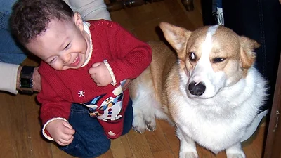 Убивчий погляд: презирство в очах собаки