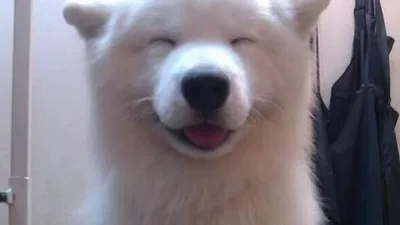 Собаки-улыбаки: как собаки показывают счастье