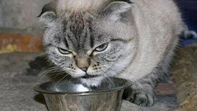 Злісні морди: добірка найзухваліших у світі котиків