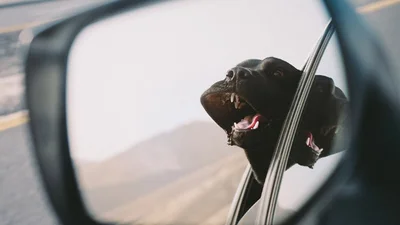 Идти против ветра: смешные собаки пытаются противостоять стихии