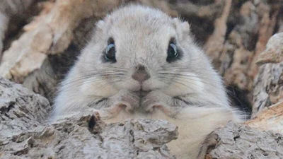 Пухнасті білки-летяги, які підкорять ваше серце