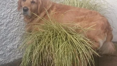 Дивні собаки, які поводяться як їм заманеться