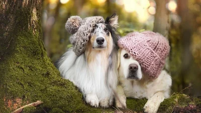 Полюбить осень: милые собаки демонстрируют все прелести сезона