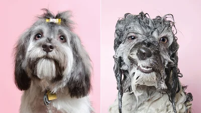 Мокрі собаки, які піднімуть вам настрій