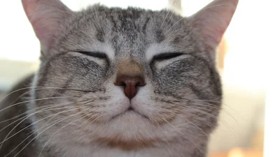 Посмішку: коти, які починають день з посмішки