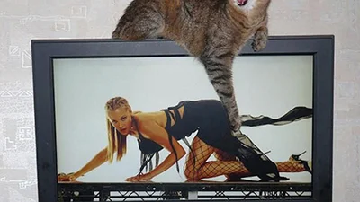 Кумедні моменти: коти, яких застали в потрібні момент