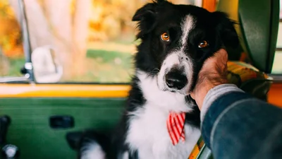 Лучший друг: Инстаграм самого фотогеничного пса в мире