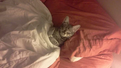 Кумедні коти, які насолоджуються шикарним життям