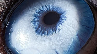 Дивніше за дивне: який вигляд мають очі різних тварин