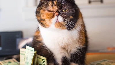 Коты, которые любят деньги больше, чем ты