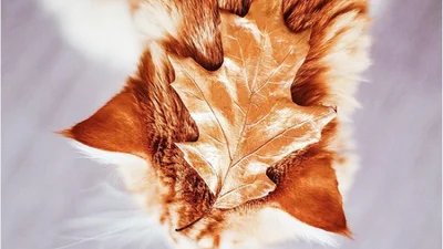 Натхнення: від холодної осені врятує тільки кіт