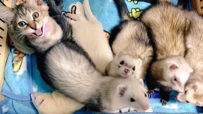 Солодке сімейство: кішка живе і дружить із тхорами