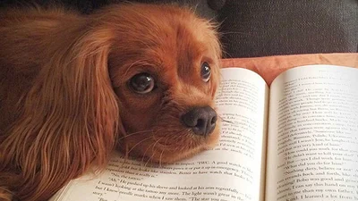 Домашні улюбленці, яких не влаштовує твоє читання