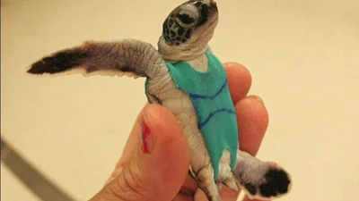 Сплошная милость: черепахи в купальниках выглядят просто шикарно