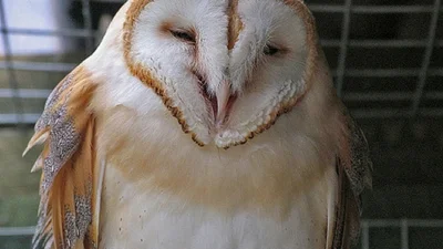 День вдався: 31 сова, яка створить вам настрій