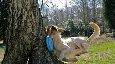 Смішні собаки, які явно сглупили в житті