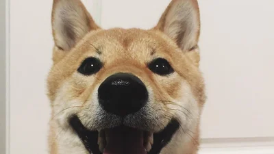 Заряд позитиву: веселий інстаграм вічно іржавого пса