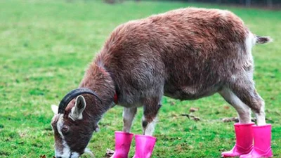 Смішні тварини почали носити гумові чоботи