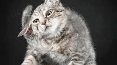 Трясемо шубкою: шалені смішні коти в русі