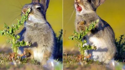 Голодний кролик облажався з будяком