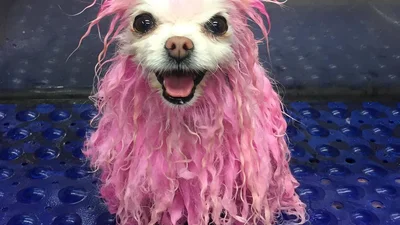 Заряд позитиву: собачий перукар завів веселий Інстаграм