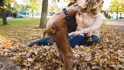 Смешно до слез: как собака испортила романтическую фотосессию