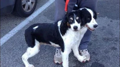 Смішні фото з розряду "здалося"