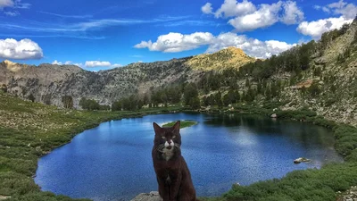 У дорогу-дорогу: кіт-мандрівник довів, що твоє життя нудне