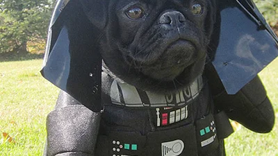 Смішні костюми на Геловін для улюбленців