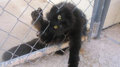 Кумедні коти, які точно пошкодували про своє рішення