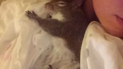 Одне милашество: білочка стала чудовим домашнім улюбленцем