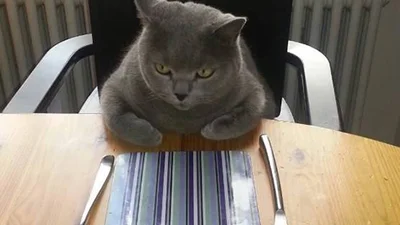 Смішні пухнастики: коти, які стали більш, ніж домашніми