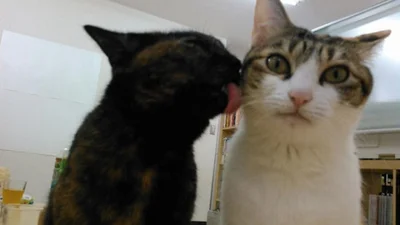 Офіс мрії: співробітникам дозволили приносити на роботу котів