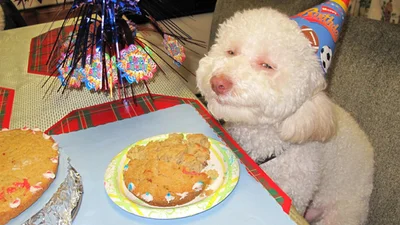 Собаки, які сидять, як люди