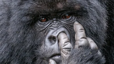 Комедії життя на волі: дикі тварини теж уміють кривлятися