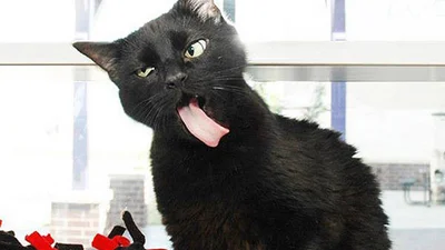 Не лапочки: ці тварини взагалі невдало виходять на фото